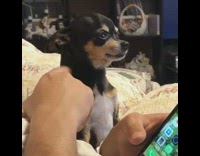 Small black chihuahua taps hand to ask to be pet and scratched