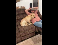 Golden retriever beside dad got guilty and hides