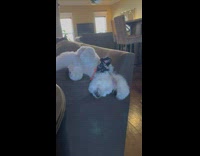 Collab DailyDoseOfInternet - Pet dog sleeps on the couch while its paws twitch