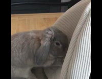 grey bunning digging on pillow rapidly