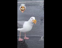 Collab BitchMP - Seagull swallows entire burrito whole 