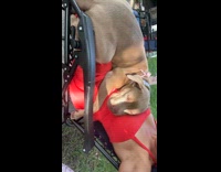 Collab Clips MPUGC - Random dog laying on woman tanning