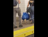 Woman walks dog inside blue ikea bag in subway station