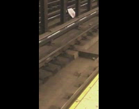 Two mice fight over a slice of pizza on subway train tracks #BluePointWhatTheL
