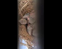 Baby birds open their mouth when getting fed