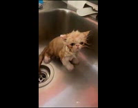 Submitter gives kitten its first bath 