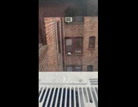 Collab WINY - Egg carton on window of apartment 