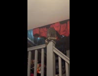 Cat falls from stairs railings 