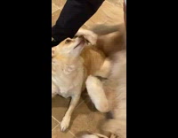 Dog gets kicked by dog getting scratches