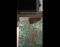 Monkey tries to destroy wasp nest
