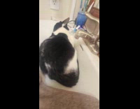 Cat lie down and sleeps on sink