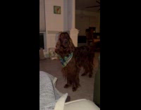 Hairy brown dog whine ask for food