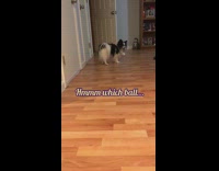 Black white dog plays fetch with squeaky toys and ball