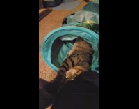 Cat jumps on top of blue tunnel 