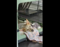 Brown dog sleeps in green crate cage 