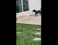 Dog fights each other on glass door