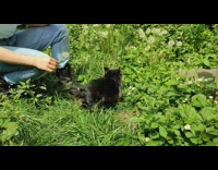 Small dog likes to eat dandelion plant
