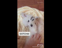 Small white puppy lays back bites paw 
