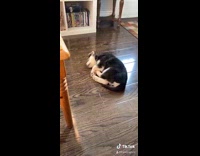 Black white puppy dog sleeps wood floor