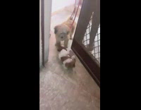 Dog greets other dog at door run 