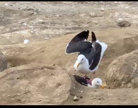Seagulls stands on top of each other