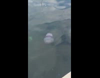 Jellyfish in blue ocean water bait bucket