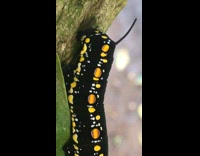 Man finds a beautiful caterpillar on leaf 