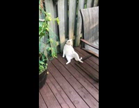 Cat sitting and leaning against fence watches fly