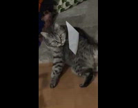Cat pass by paper stuck on body
