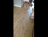 Dog tries to chase RC toy car