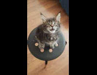 Kitten meows on stool 