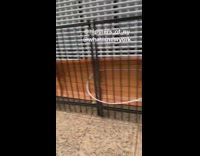 Big wooden canoe on the side of apartment behind black gate