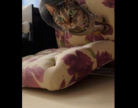 Collab PLC - Cat on chair stare at peeking filmer