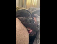 Dog sleeping while leaning on another dog