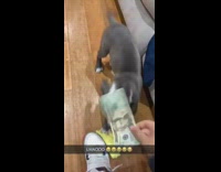 Dog steals 20 dollar bill and runs away in house 