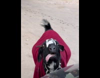 Goat stares at filmer flaps tongue out