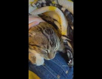 Striped Kitten Get Head Pet During Nap