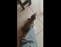 Guy pets rescued meerkat animal