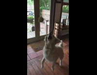 white dog trying to catch ball in slo mo