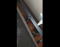 Pet cat grabs the parcel held by its owner under the bed