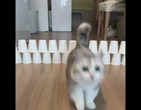 Grey white cat jumps over stacked cups 
