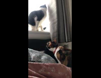Cats fighting over spot on window