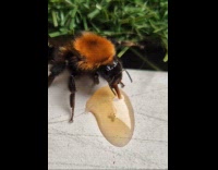 Bee sips honey given by the filmer