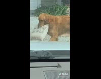 Golden retriever dog holds white pillow driveway 