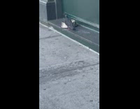 Pigeon eats dog food on street