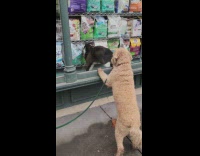 Bodega cat looks at poodle dog through window with tongue out