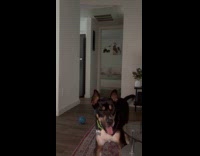 Dog stare down with owner for playtime