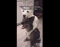 Having two dogs expectations vs reality 