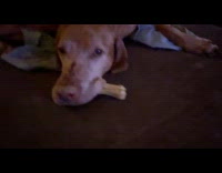 Pet dog bites the bone and owner tried to pull it