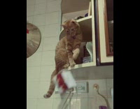 Cat knocks box off kitchen shelf 